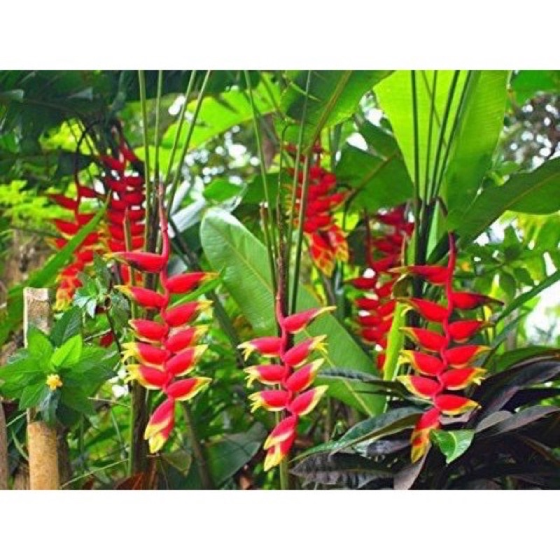 Cây chuối pháo - chuối mỏ phượng - hình thật số 4/5