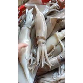 MỰC ỐNG BỊCH 1KG <GIAO NHANH HCM>