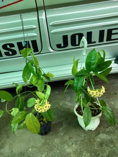 CẨM CÙ HALCONENSIS