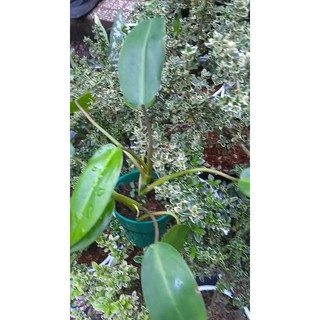 Cây trầu tỷ phú