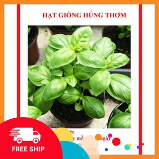 hạt giống rau húng hơm 200 hạt (é trắng)