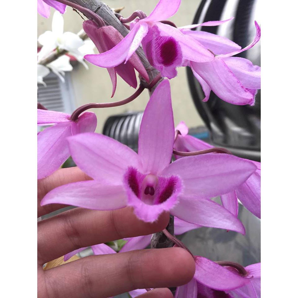 PHI ĐIỆP RỒNG LỬA