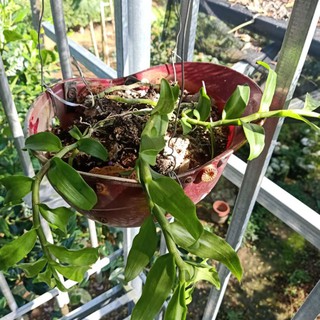 chậu lan phi điệp pù luông 3 thân