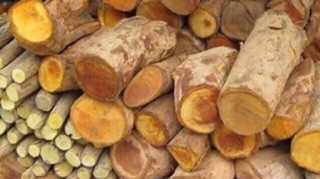 1 Kg cây mật gấu rừng