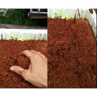 mụn dừa xơ dừa 2kg