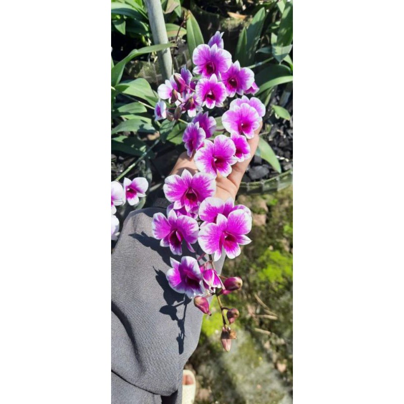 Hoa lan dendro mini yaya