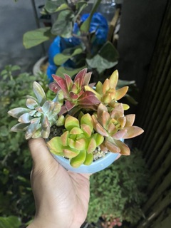 CHẬU MIX SEN ĐÁ MINI - MÓN QUÀ DỄ THƯƠNG