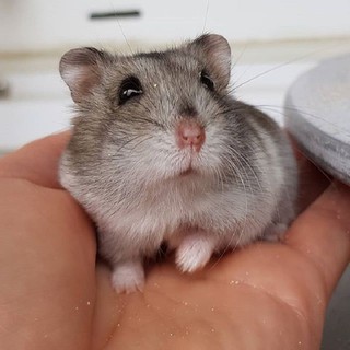 Lồng Chuôt Hamster - Lồng Hamster