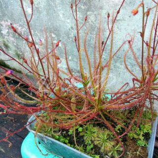 Hạt cây gọng vó (cây bắt mồi bẫy keo)