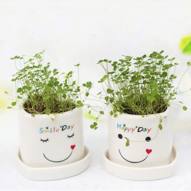 Chậu trồng cây mini