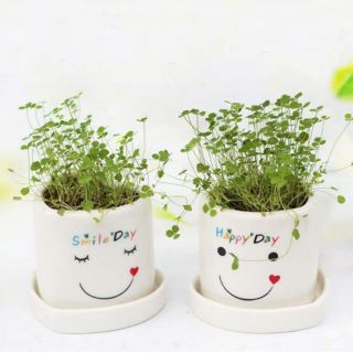 Chậu trồng cây mini