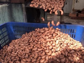 Hạt điều rang muối Bình Phước loại 1