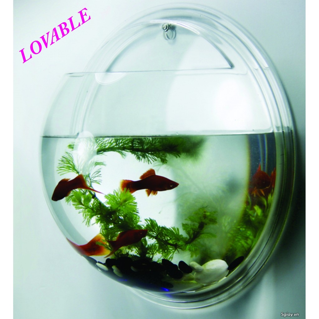 Bể cá treo tường AQUARIUS - Đường kính 23.5cm