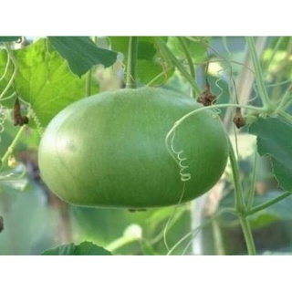 5 hạt giống bầu tròn