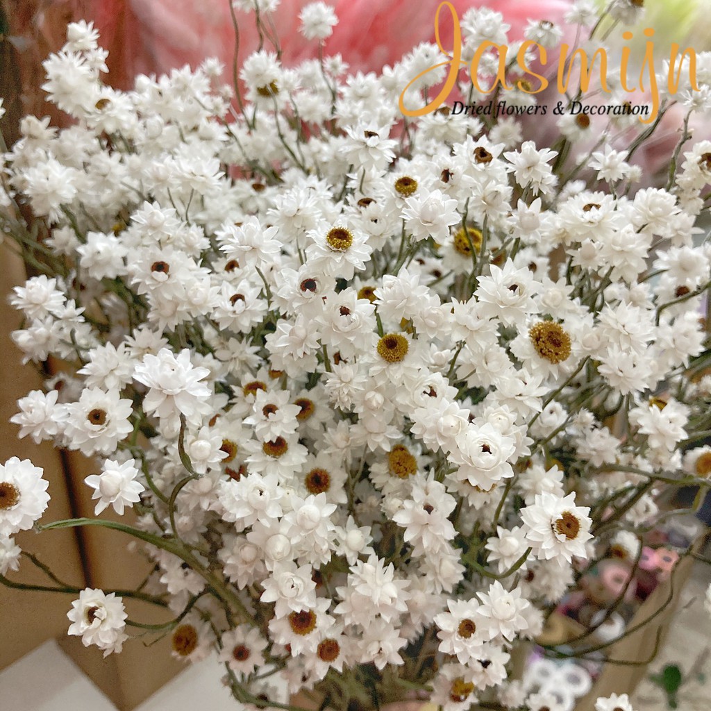 Cúc khô Amoni nhập khẩu nguyên cành ⭐ Amoni ⭐