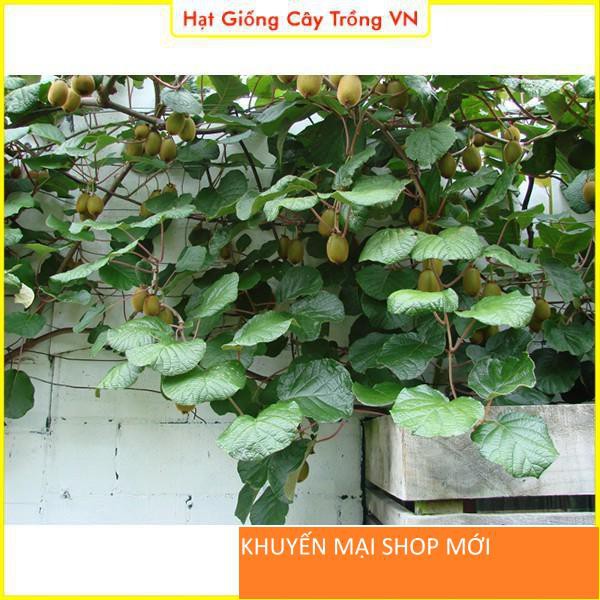 Hạt giống Kiwi trồng chậu - gói 30 hạt khuyến mại shop mới