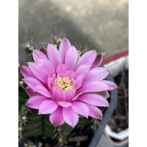 gymno sẵn nụ