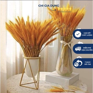 COMBO SÉT 100 BÔNG LÚA MẠCH VÀNG SIÊU ĐẸP