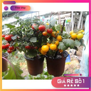 Hạt giống cà chua bi lùn đỏ hat giong ca chua bi LUCKY.VN