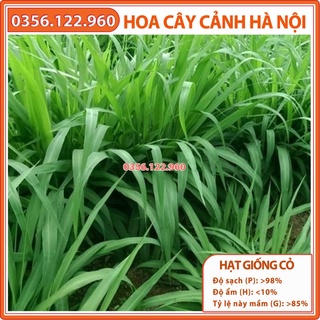 Hạt giống cỏ sả lá lớn ghine mobasa - gói 0.5kg - Hạt giống cỏ chăn nuôi chất lượng cho trâu, bò, cá, dê, thỏ...