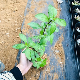 Bạc hà cay PEPPERMINT