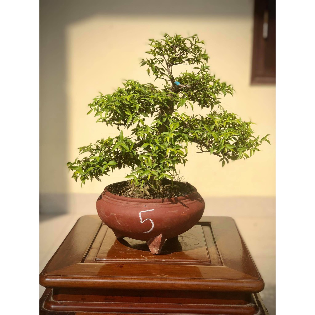 Cây mai chiếu thủy bonsai (ảnh thật) cây số 1-8 tùy chọn