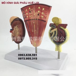 MÔ HÌNH GIẢI PHẪU THẬN VÀ CẦU THẬN