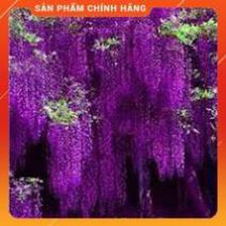 HẠT GIỐNG HOA TỬ ĐẰNG 3H