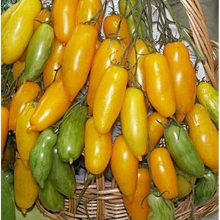 Hạt giống cà chua chuối tặng kích mầm