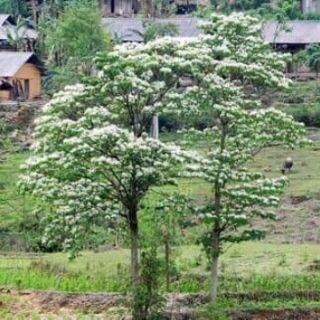 Mật ong trắng ( mật hoa blong song)