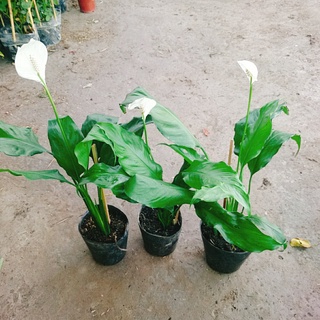Cây lan ý - Cây cảnh mini