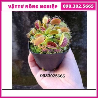 Hạt giống cây bẫy kẹp, cây bắt mồi