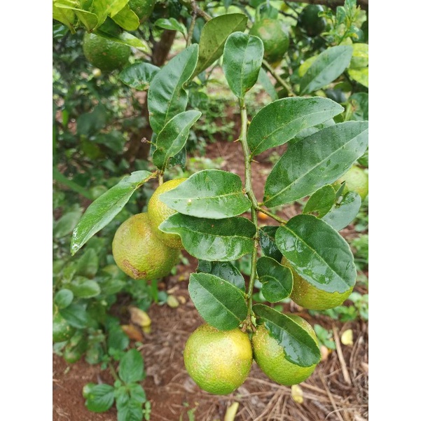 CHANH SẠCH CHUẨN HỮU CƠ  1KG