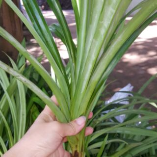 Combo 12 cây dứa thơm 150k