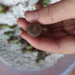 Sen lithops lẻ (sen mông)