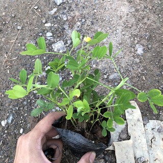 Bầu giống cỏ lạc