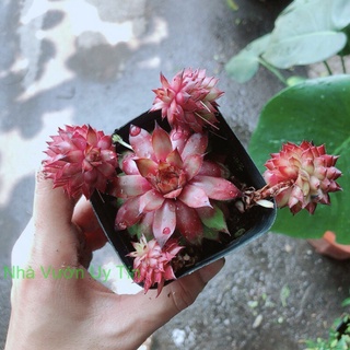 Sen Đá Phật Bà Đỏ