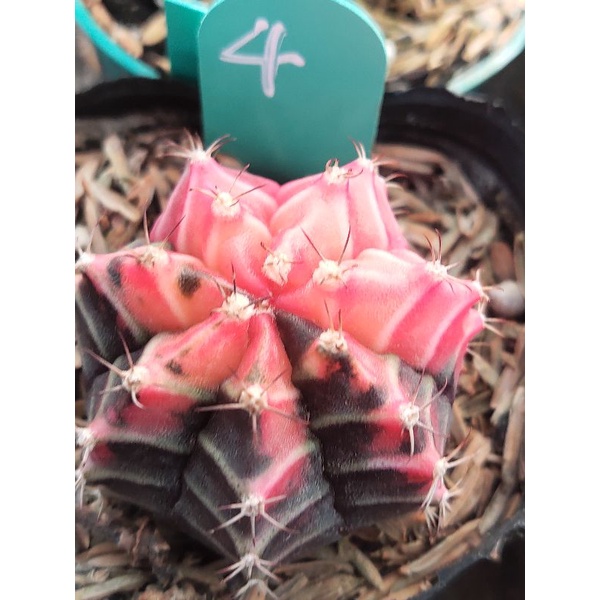 Xương rồng Gym Lem