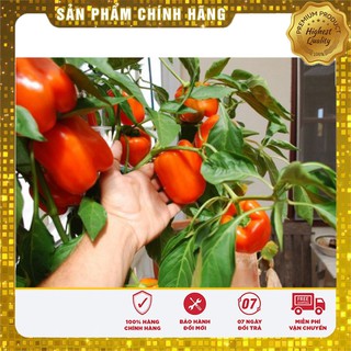 Hạt Giống Ớt Chuông Ngọt Đỏ-10 hạt