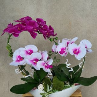LÁ LAN HỒ ĐIỆP