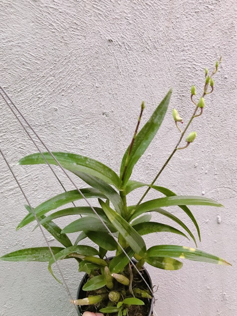 Lan mini YaYa cây tơ mướt đang vòi hoa