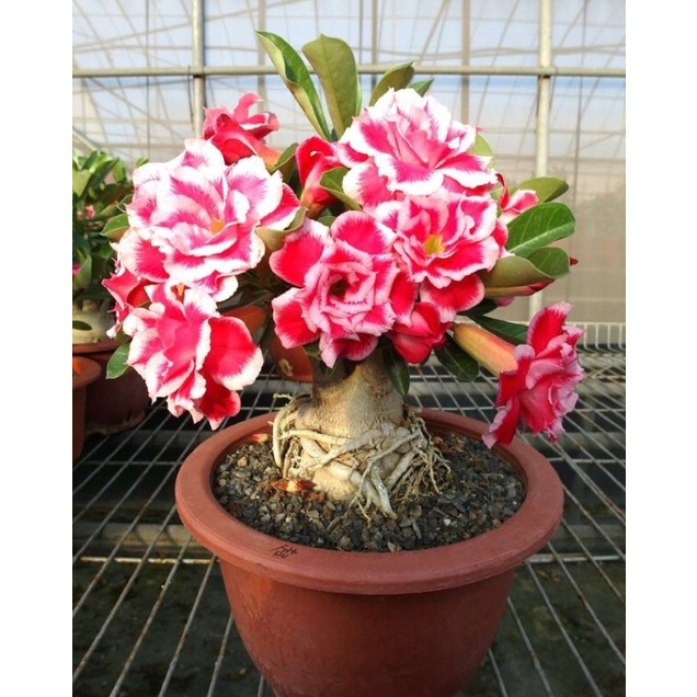 Hoa Sứ Kép Thái Lan