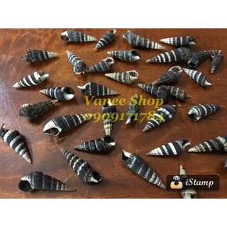 Vỏ ốc nhím 100gr