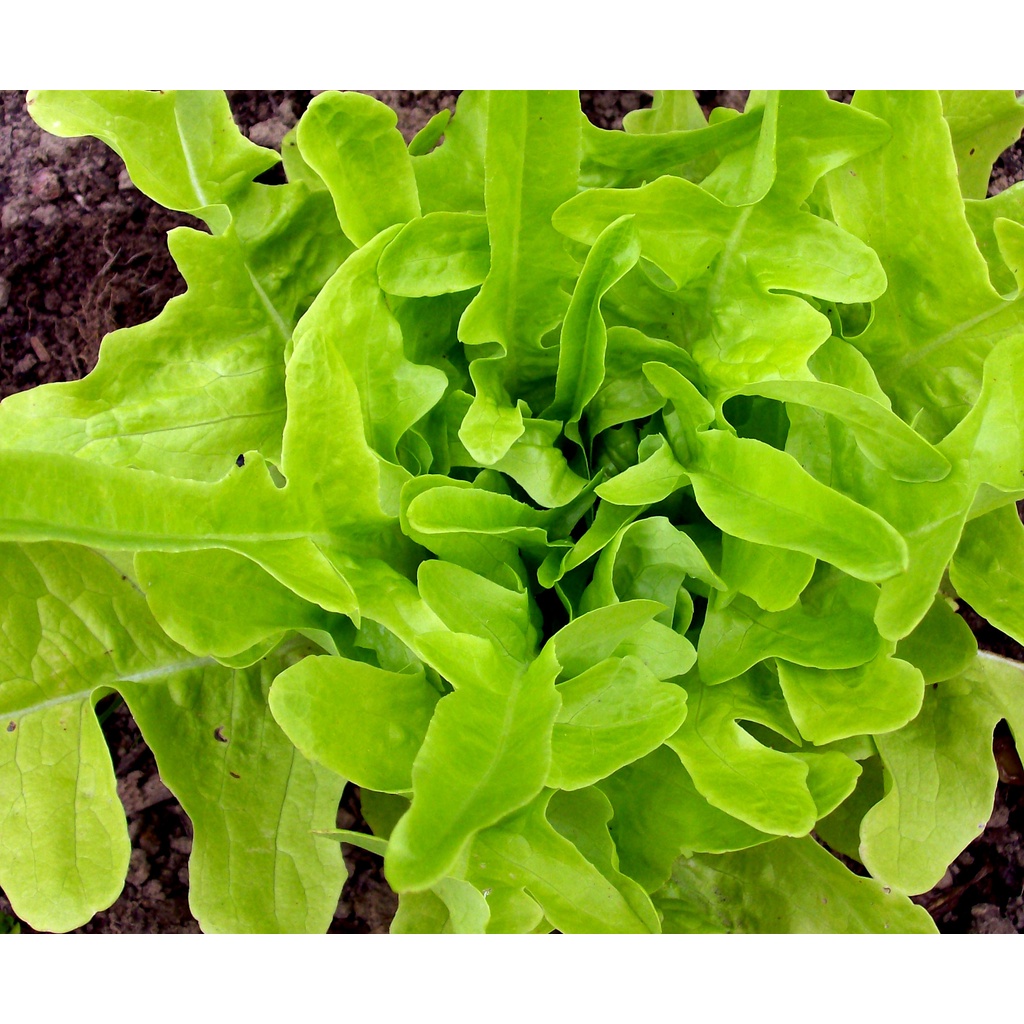 Set 3 chai 100gram Đầu Trâu MK 501 phân bón lá kích thích chồi lá phát triển mạnh