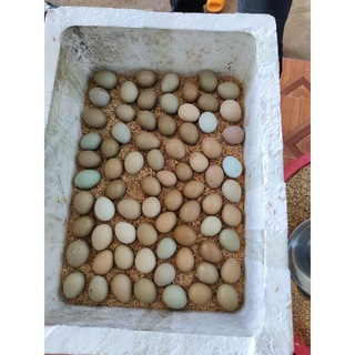 Trứng trĩ đỏ bổ dưỡng Lâm Đồng