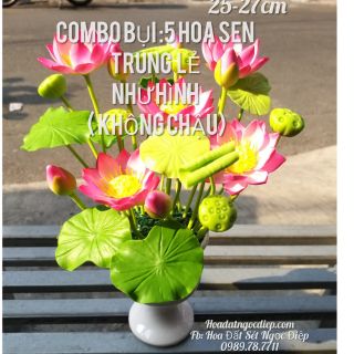 COMBO BỤI : 5 HOA SEN TRUNG NHỎ NHƯ HÌNH ( KHÔNG CHẬU )