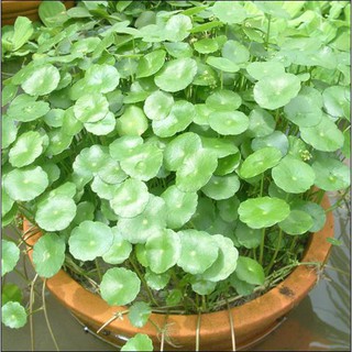 Cỏ đồng tiền (cỏ đồng xu, cỏ may mắn, kim tiền thủy