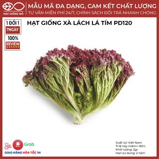 Hạt Giống Xà Lách Tím PD120 (2gr) - Thuộc giống cay thân thảo, chịu nhiệt chịu mưa tốt
