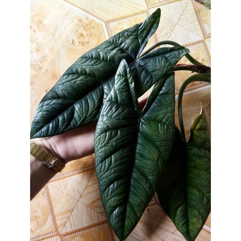 Cây môn Alocasia scalprum