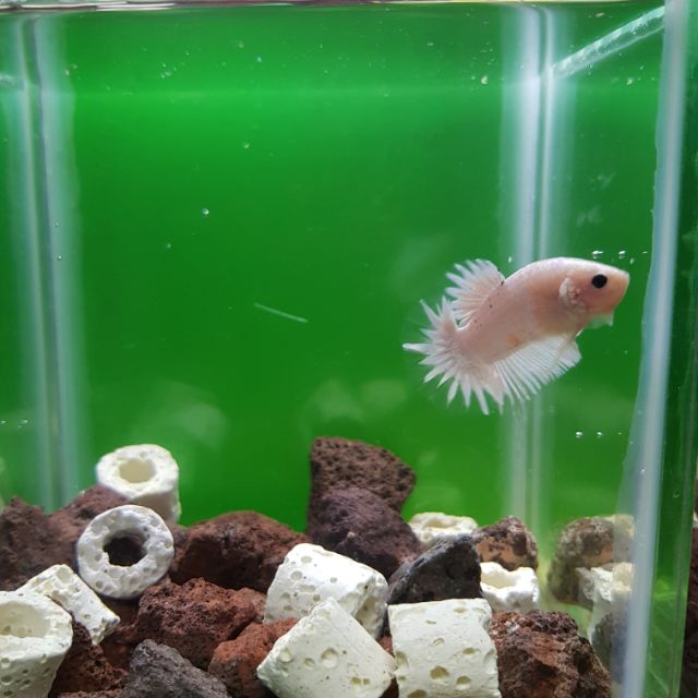 Fancy Cam Trọc giá rẻ